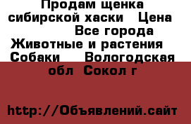Продам щенка сибирской хаски › Цена ­ 8 000 - Все города Животные и растения » Собаки   . Вологодская обл.,Сокол г.